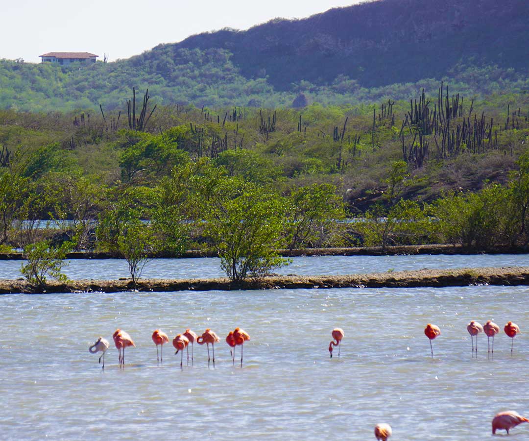 natuur curacao